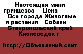 Настоящая мини принцесса  › Цена ­ 25 000 - Все города Животные и растения » Собаки   . Ставропольский край,Кисловодск г.